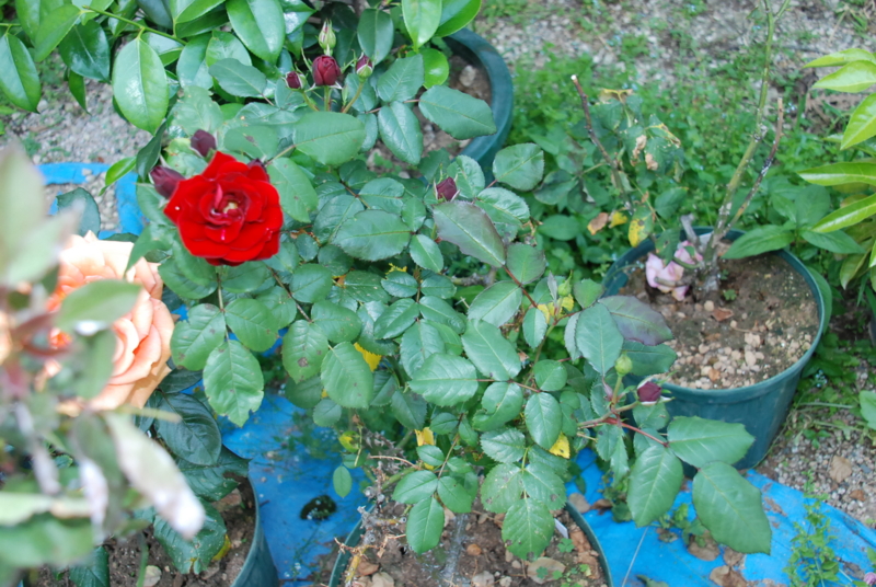 f:id:rotling:20130513152251j:image