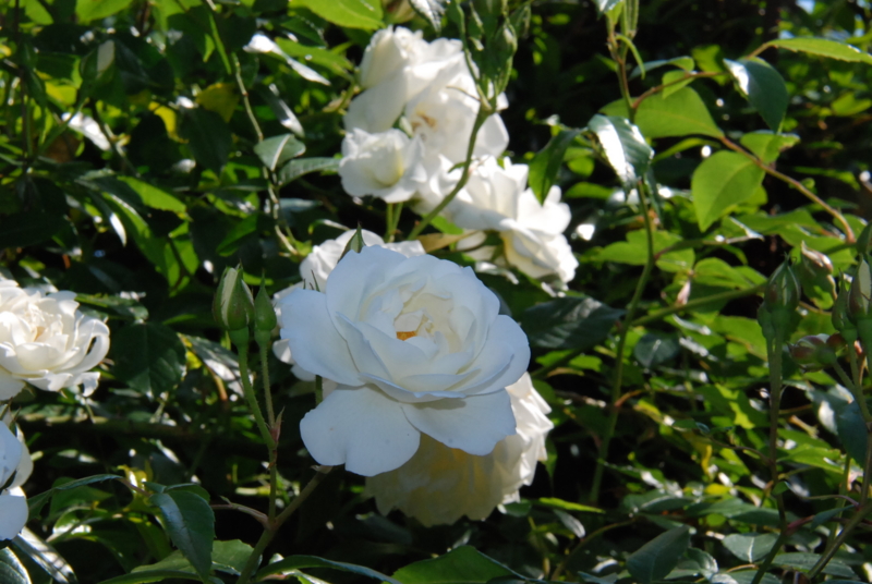 f:id:rotling:20130514085406j:image
