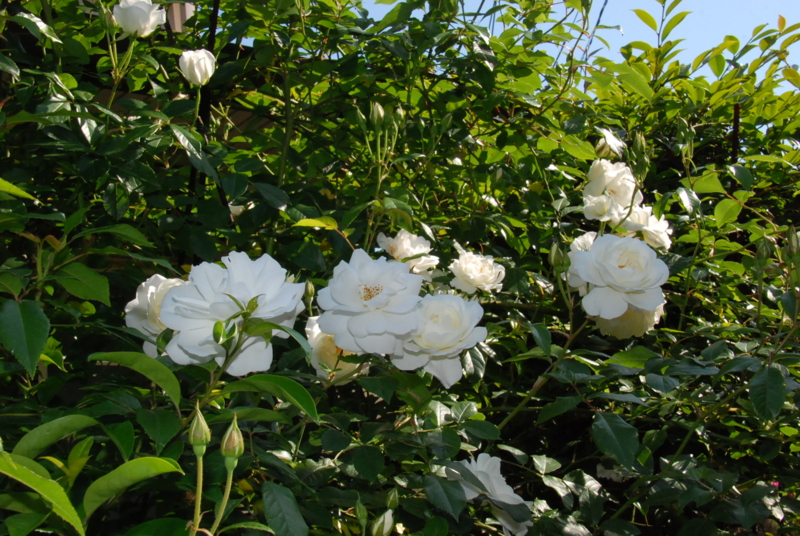f:id:rotling:20130514085409j:image