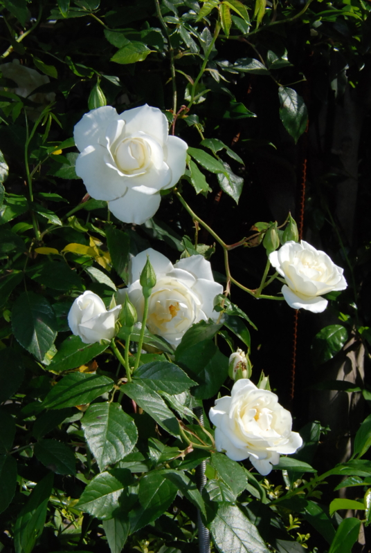 f:id:rotling:20130514085413j:image
