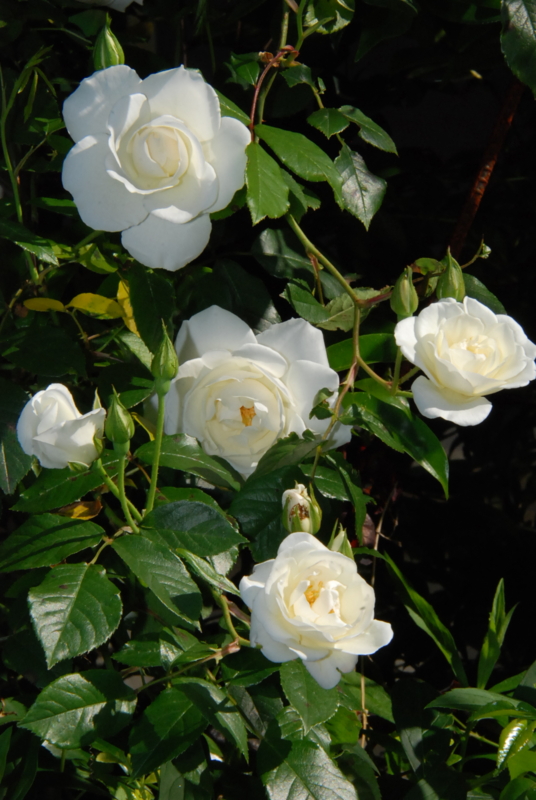 f:id:rotling:20130514085422j:image