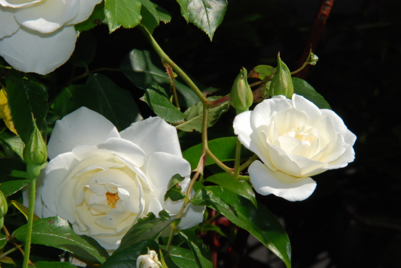f:id:rotling:20130514085431j:image