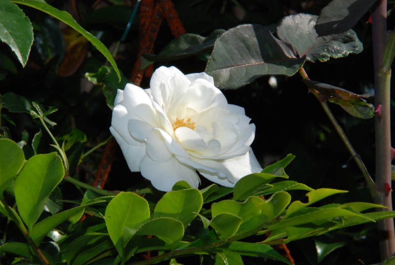f:id:rotling:20130514085435j:image