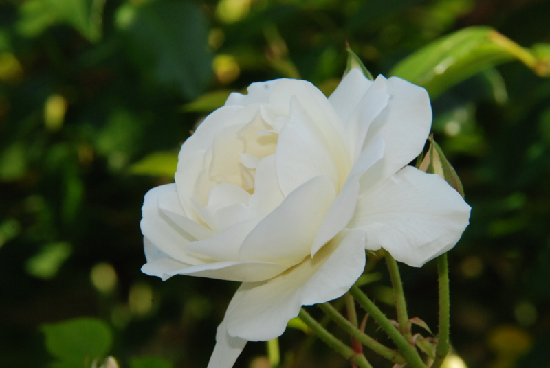 f:id:rotling:20130514085441j:image