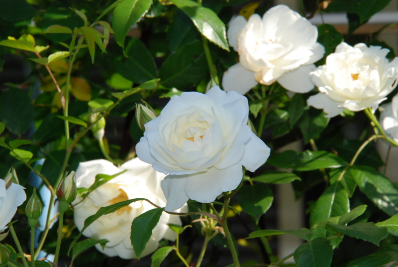 f:id:rotling:20130514085447j:image