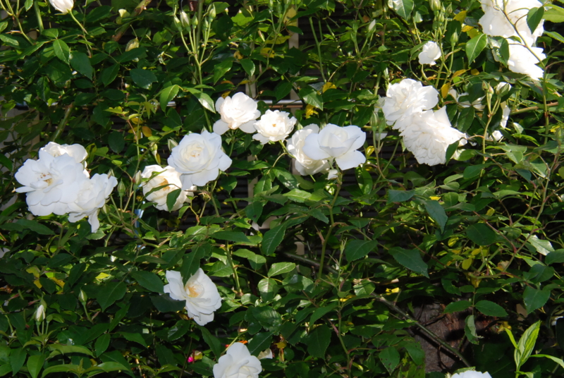 f:id:rotling:20130514085450j:image