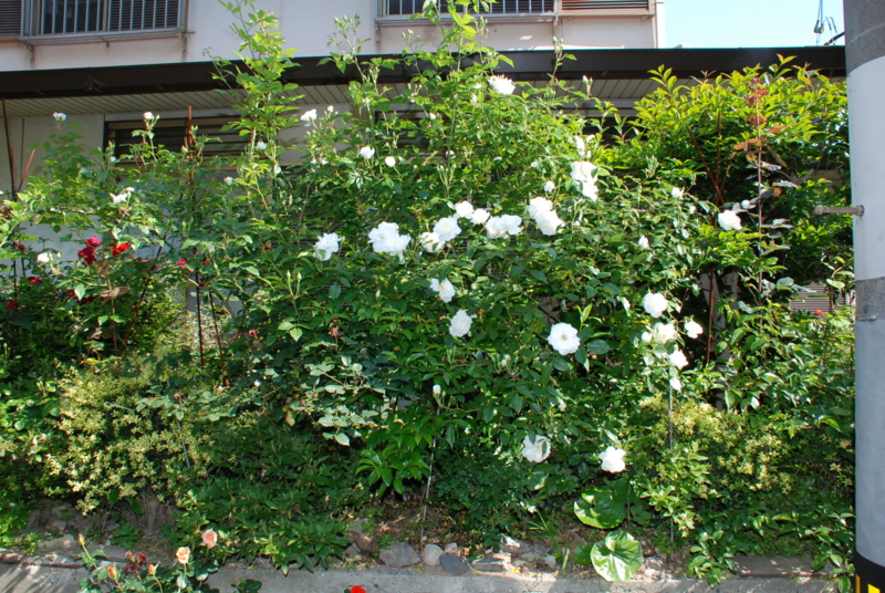 f:id:rotling:20130514085456j:image