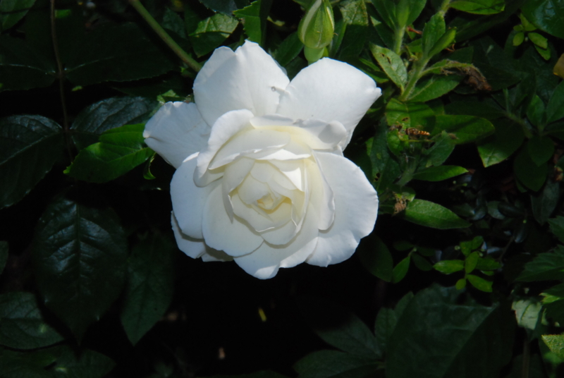 f:id:rotling:20130514085501j:image