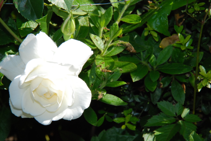 f:id:rotling:20130514085503j:image