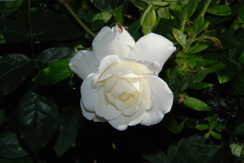 f:id:rotling:20130514085507j:image
