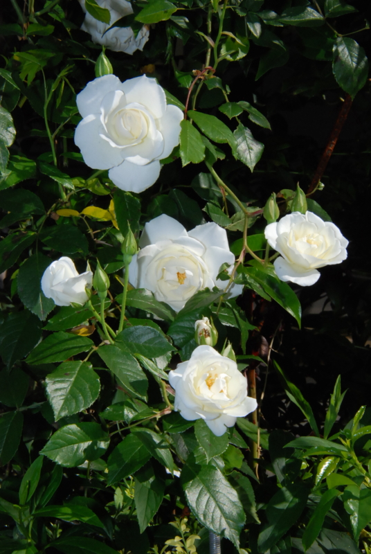 f:id:rotling:20130514085513j:image