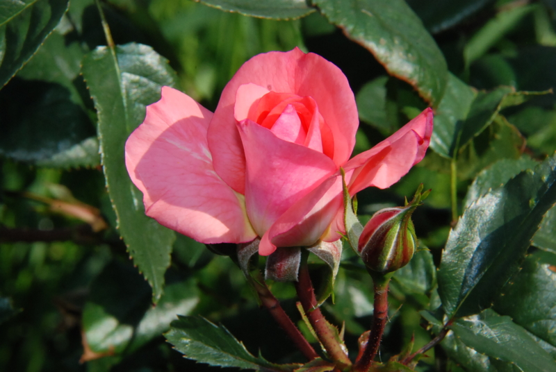 f:id:rotling:20130514090838j:image