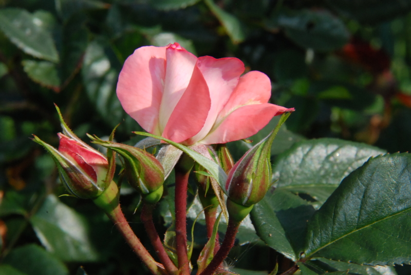 f:id:rotling:20130514090840j:image