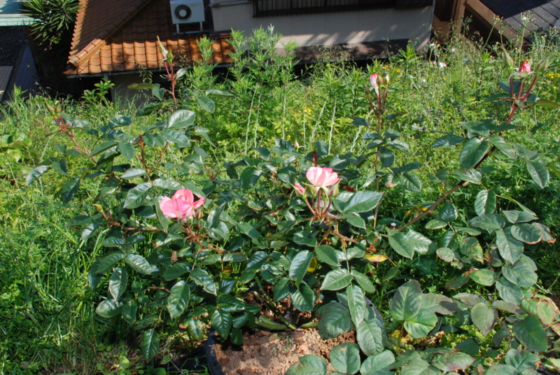 f:id:rotling:20130514090843j:image