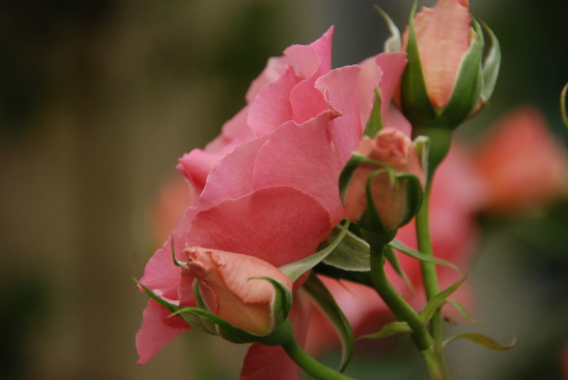 f:id:rotling:20130515113102j:image
