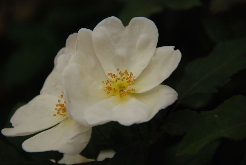 f:id:rotling:20130515152331j:image