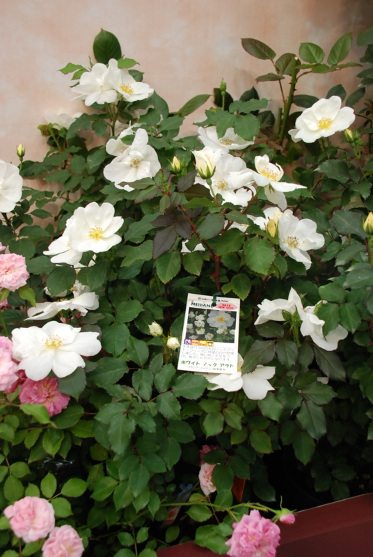 f:id:rotling:20130515152340j:image