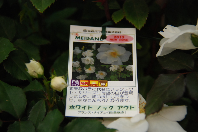 f:id:rotling:20130515152343j:image