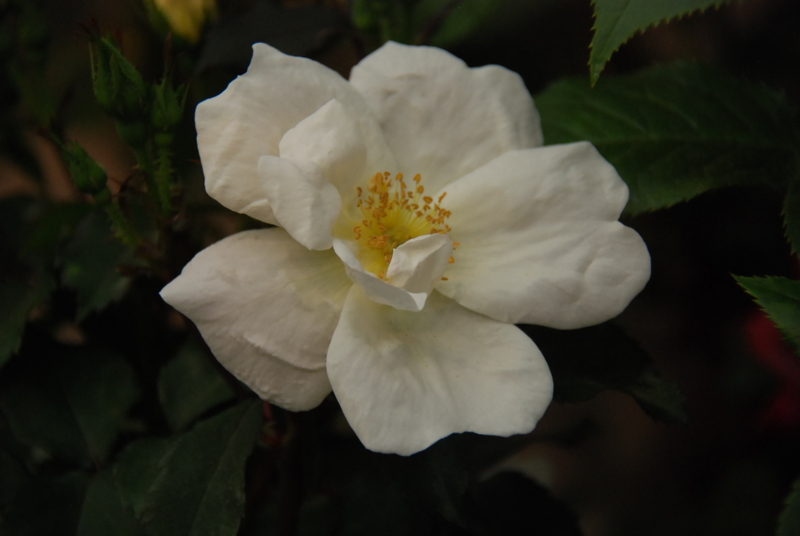 f:id:rotling:20130515152349j:image