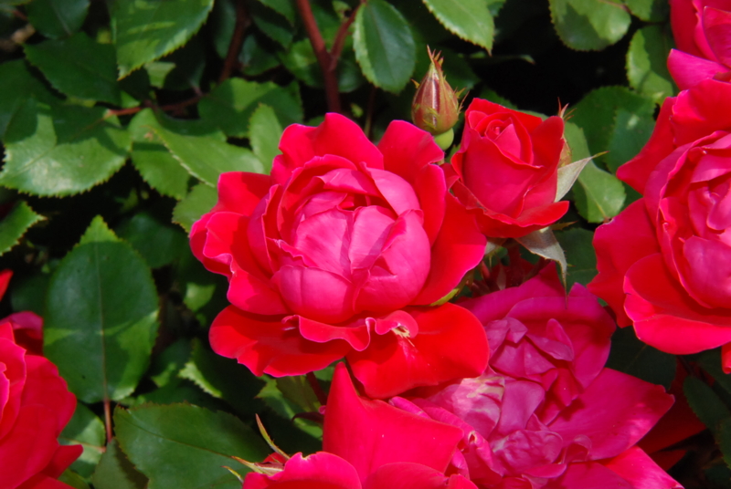 f:id:rotling:20130516090420j:image