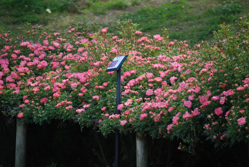 f:id:rotling:20130516090834j:image