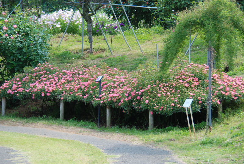 f:id:rotling:20130516090836j:image