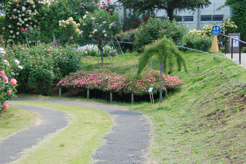 f:id:rotling:20130516090837j:image
