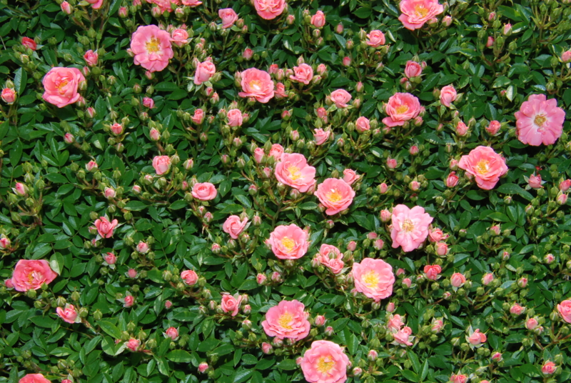 f:id:rotling:20130516090856j:image