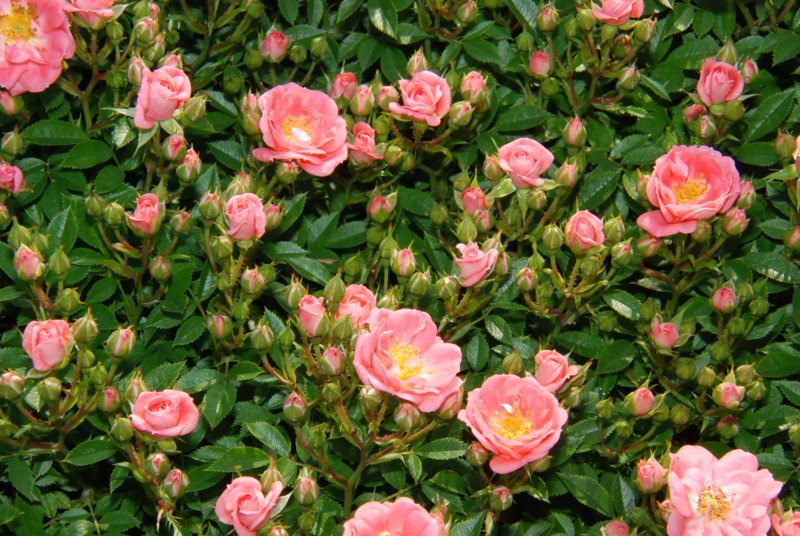 f:id:rotling:20130516090858j:image
