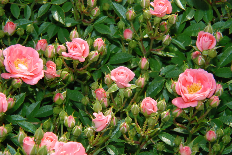 f:id:rotling:20130516090900j:image