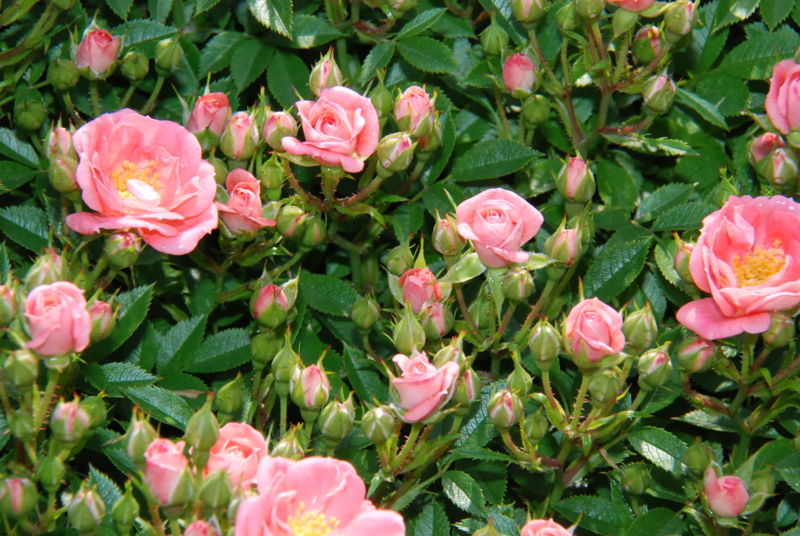 f:id:rotling:20130516090902j:image