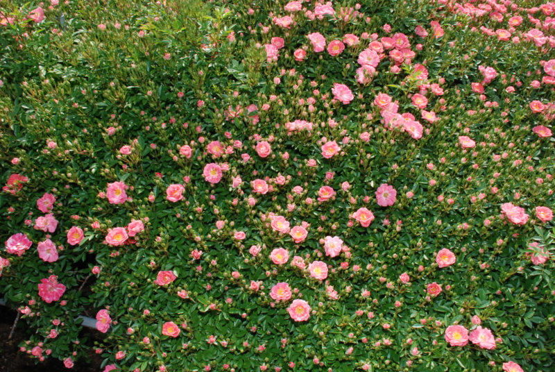 f:id:rotling:20130516090905j:image