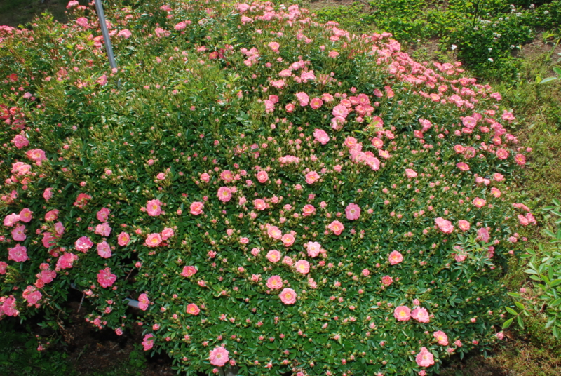 f:id:rotling:20130516090906j:image