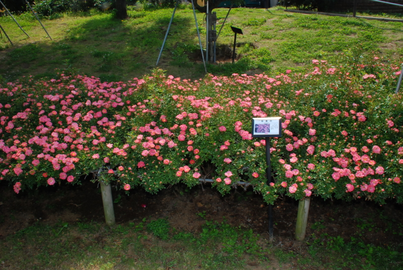 f:id:rotling:20130516090913j:image