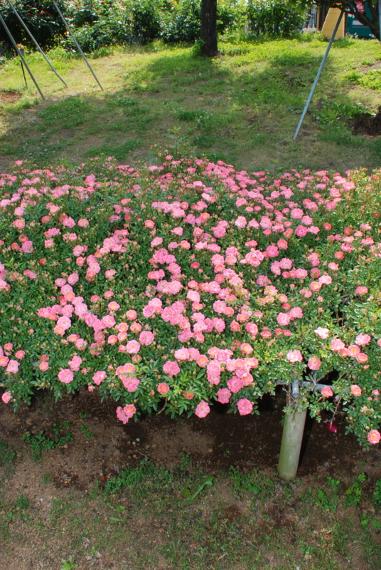 f:id:rotling:20130516090916j:image