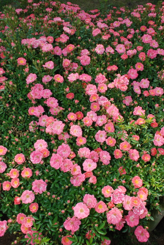 f:id:rotling:20130516090920j:image