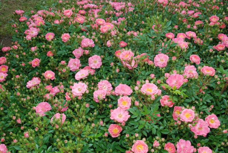 f:id:rotling:20130516090929j:image