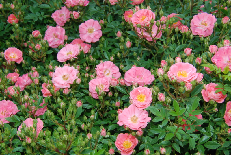 f:id:rotling:20130516090931j:image
