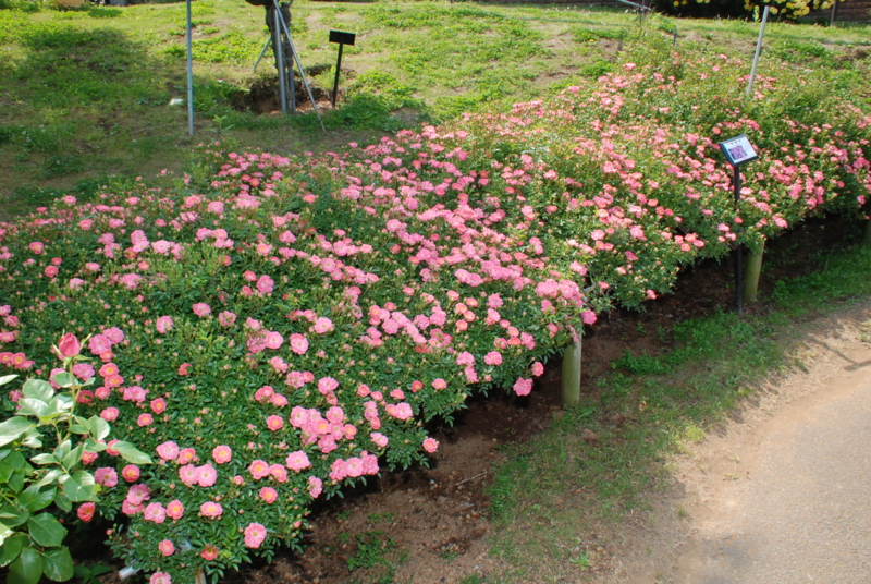 f:id:rotling:20130516090935j:image