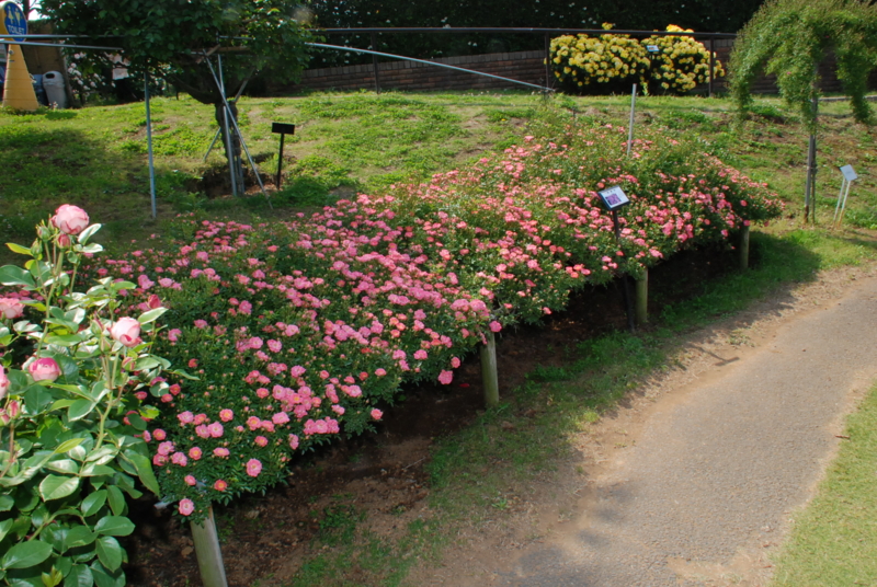 f:id:rotling:20130516090938j:image