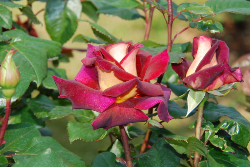 f:id:rotling:20130516091000j:image