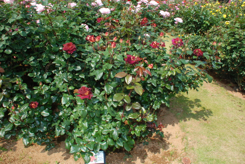 f:id:rotling:20130516091005j:image