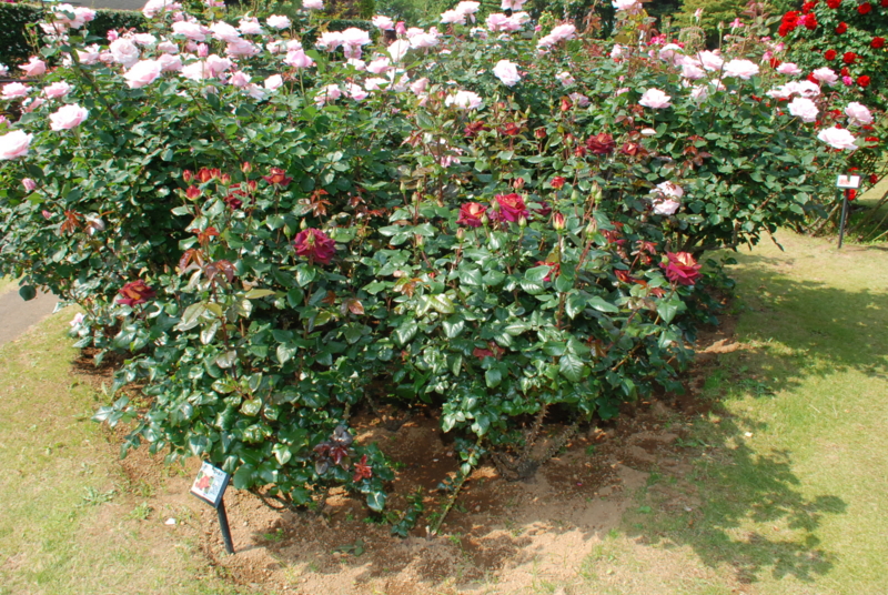 f:id:rotling:20130516091012j:image