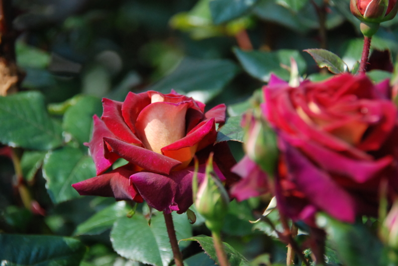 f:id:rotling:20130516091018j:image