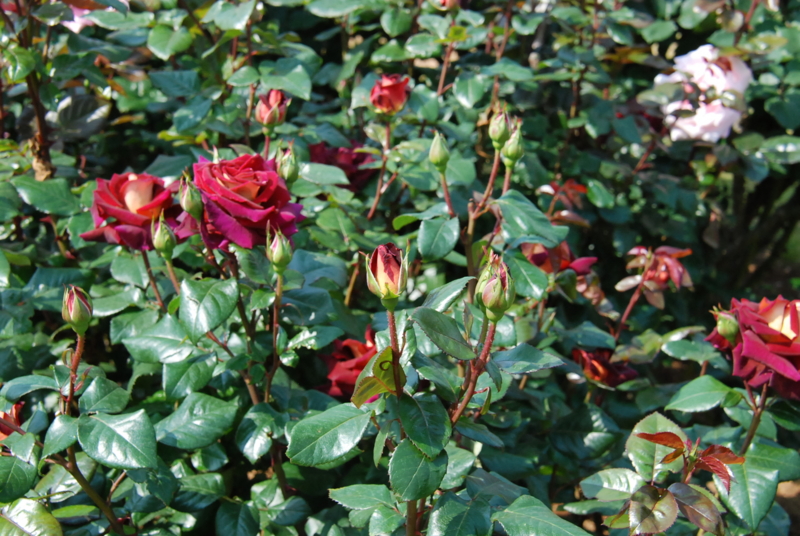 f:id:rotling:20130516091023j:image