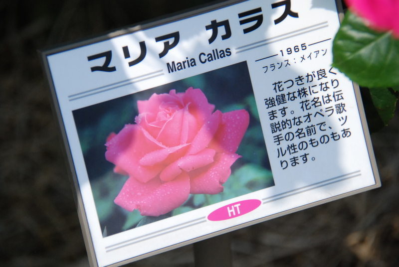 f:id:rotling:20130516092312j:image