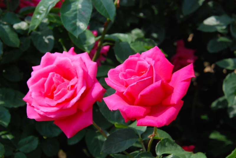 f:id:rotling:20130516092317j:image f:id:rotling:20130516092317j:image