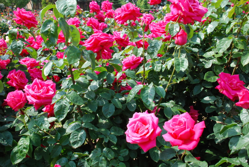 f:id:rotling:20130516092319j:image