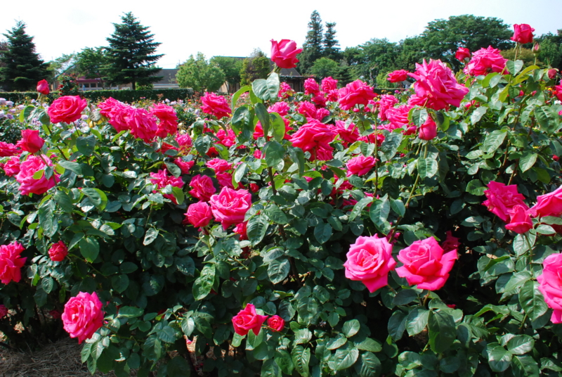 f:id:rotling:20130516092321j:image