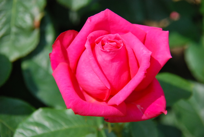 f:id:rotling:20130516092334j:image